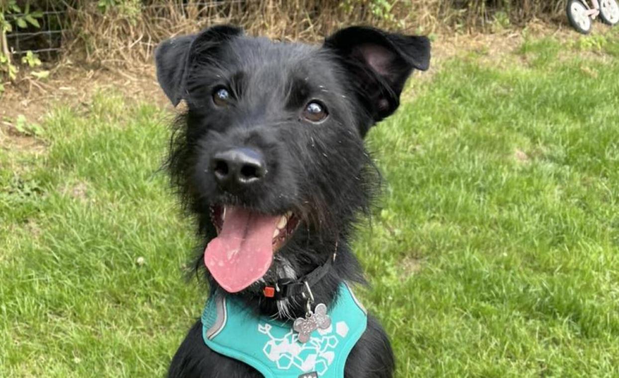 WTF. Baasje wil hond laten inslapen ‘omdat hij blaft’: «Walgelijk»
