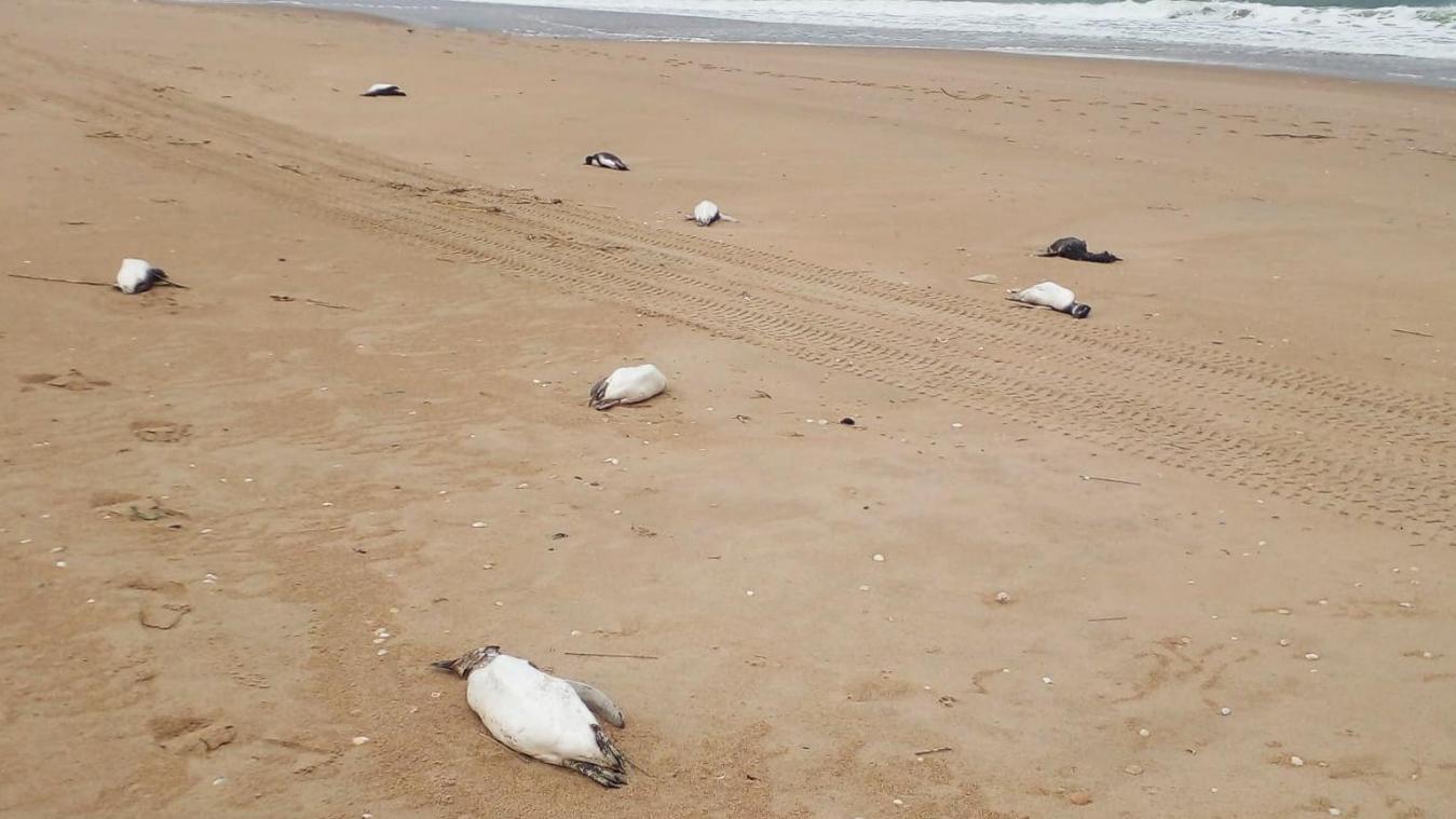 WTF. Meer dan 2.000 dode pinguïns aangespoeld aan Uruguyaanse kusten: «Bloedbad» (foto’s)