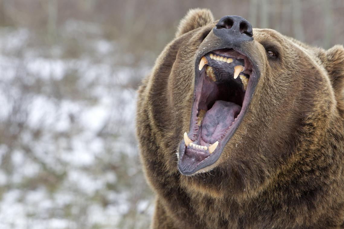 Schermutseling met grizzlybeer wordt wandelaar fataal in VS