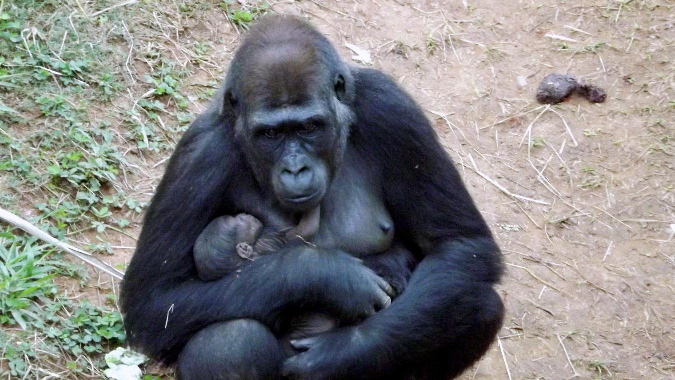 «Mannelijke» gorilla verbaast personeel dierentuin door te bevallen