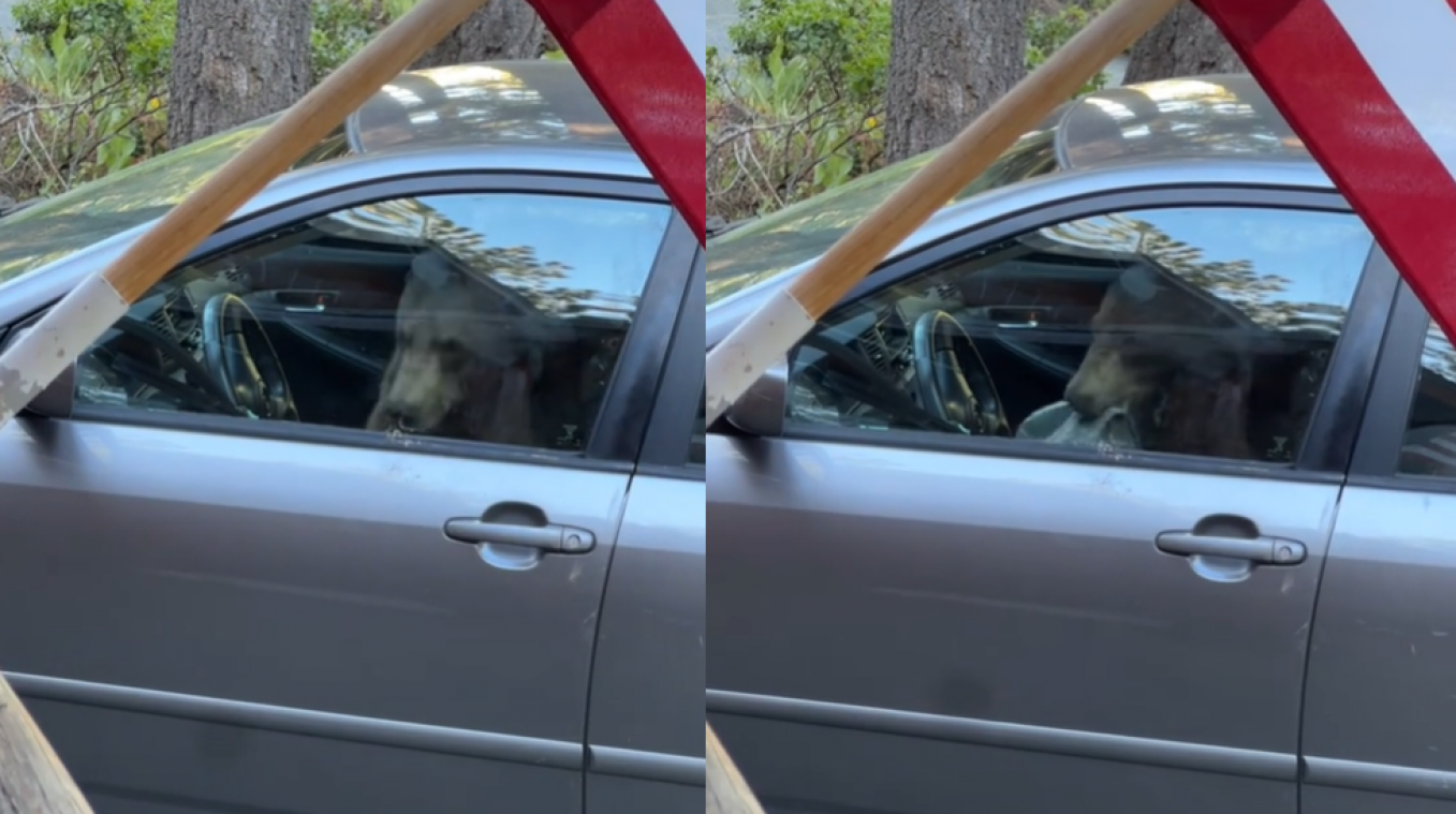 Beer sluit zichzelf op in auto en laat ‘cadeautje’ achter: «De geur was afschuwelijk» (video)