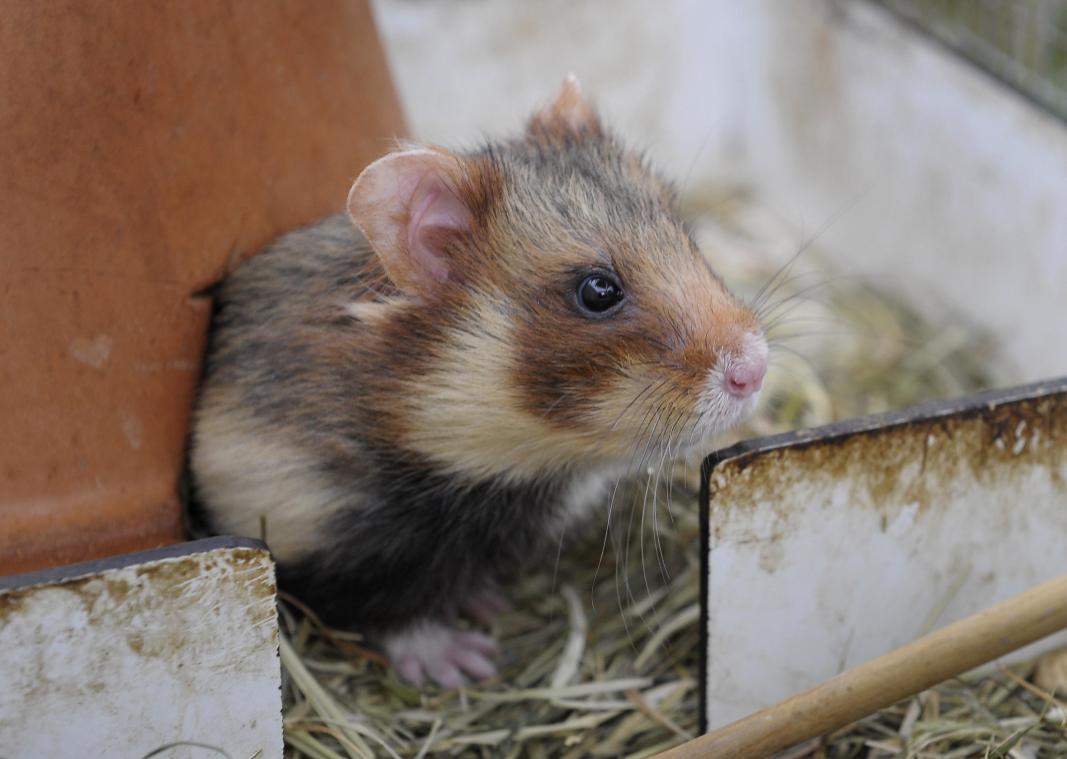 Wilde hamster op rand van uitsterven: milieuorganisatie start rechtszaak tegen Vlaamse overheid