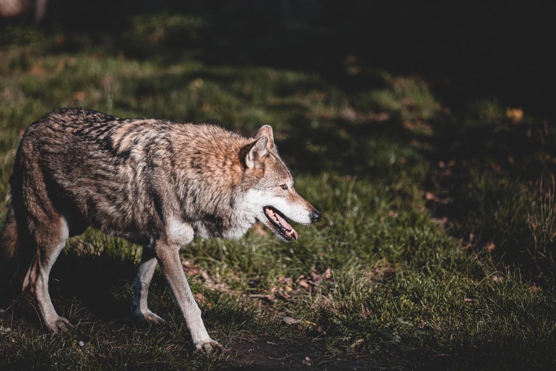 De grijze wolf