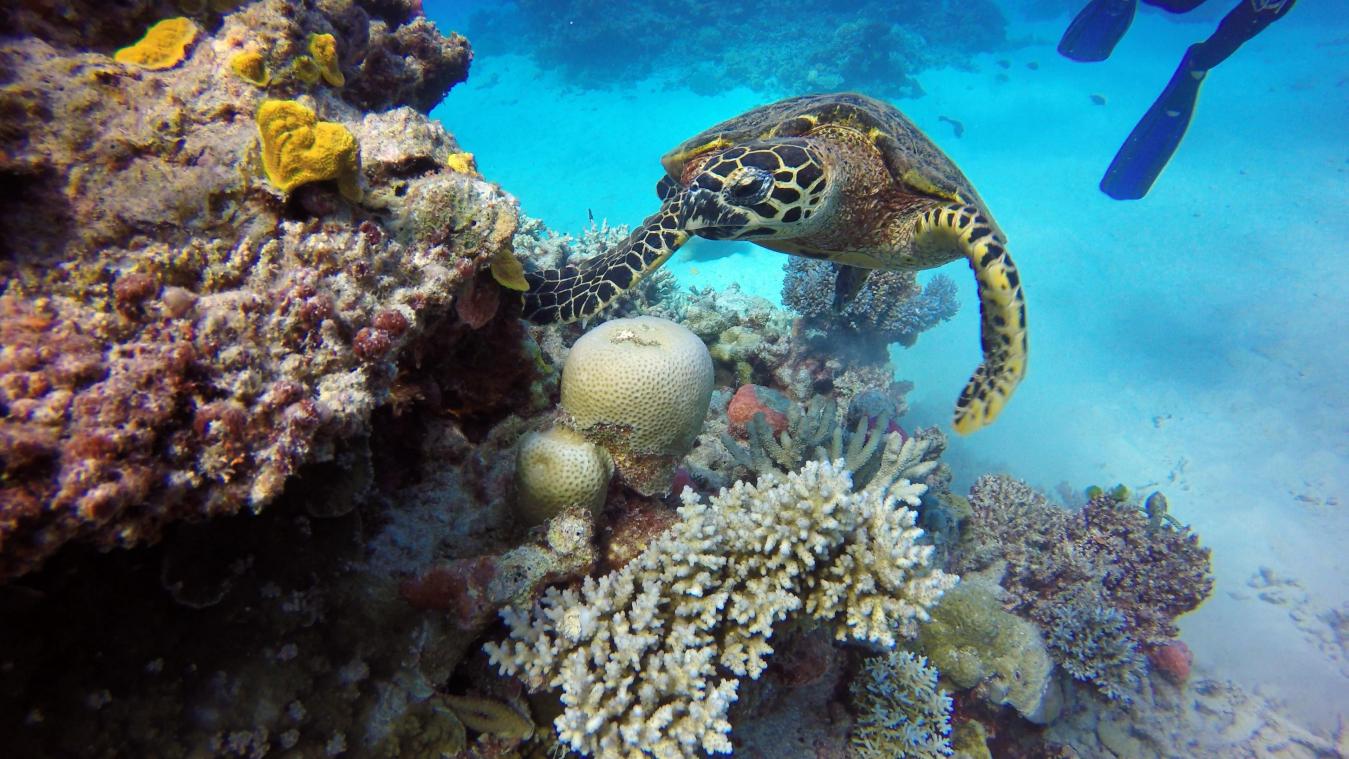 Great Barrier Reef voorlopig toch niet op Unesco-lijst bedreigd werelderfgoed