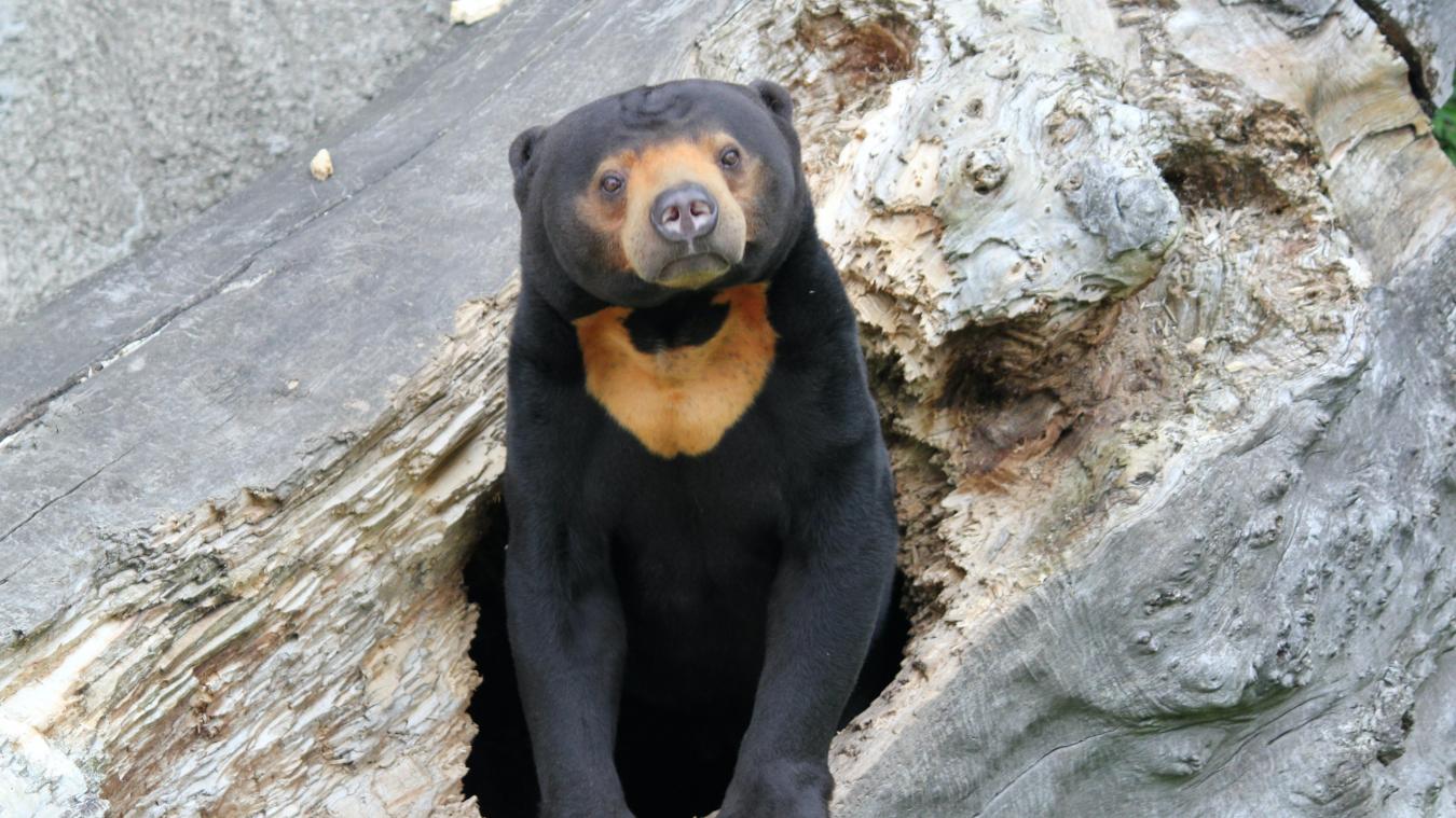 Chinese zoo beschuldigd van mensen in berenpakken te tonen tussen de echte beren