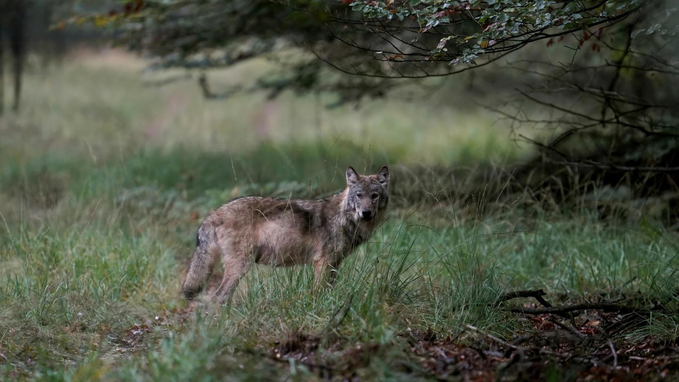 Limburgse wolven August en Noëlla hebben opgroeiende kleinkinderen in Nederland