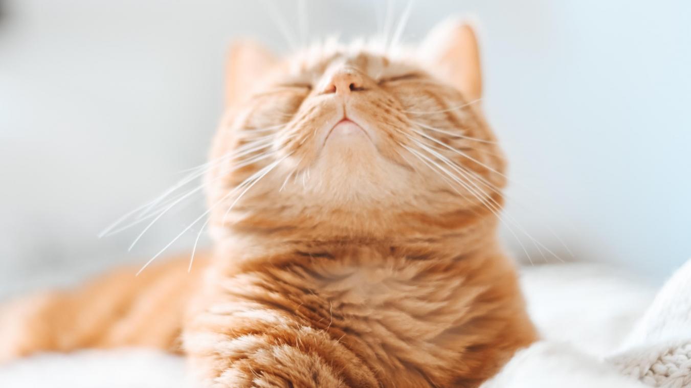 Dierenarts waarschuwt baasjes nadat kat «bloed begint te niezen»