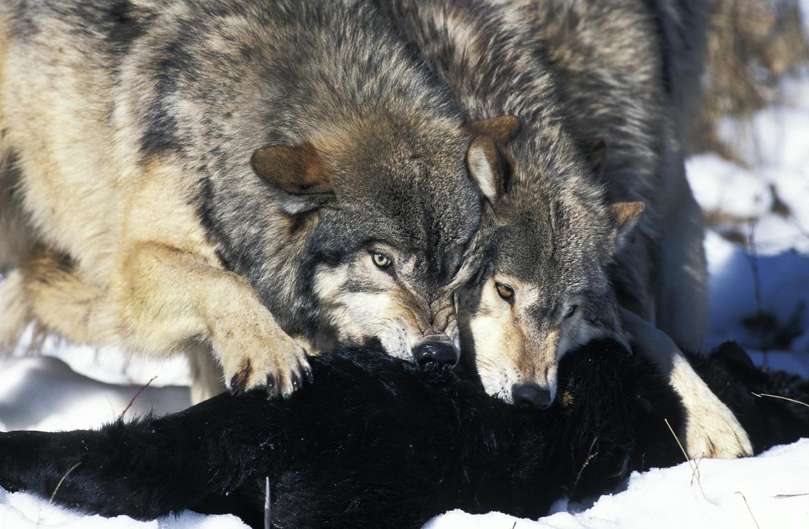 Beroemde ‘record-wolf’ doodgeschoten door negenjarig kind