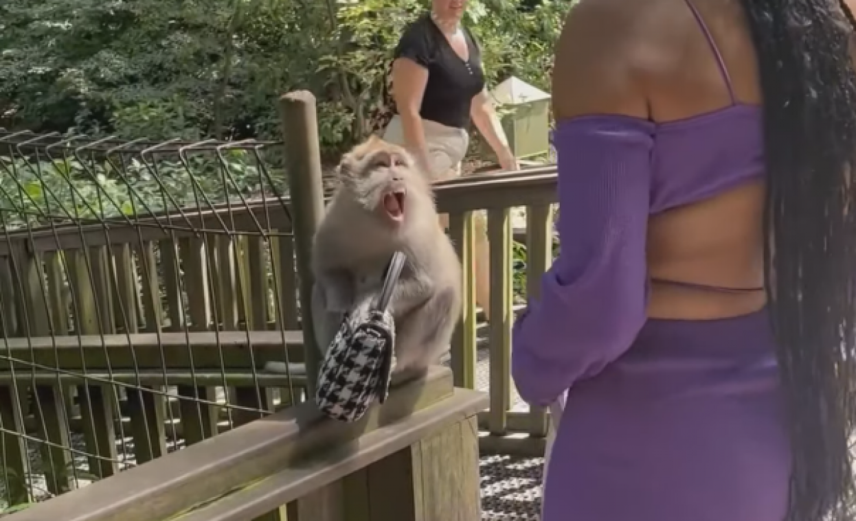 Aap graait handtas van vrouw weg, maar die laat zich niet zomaar doen (video)