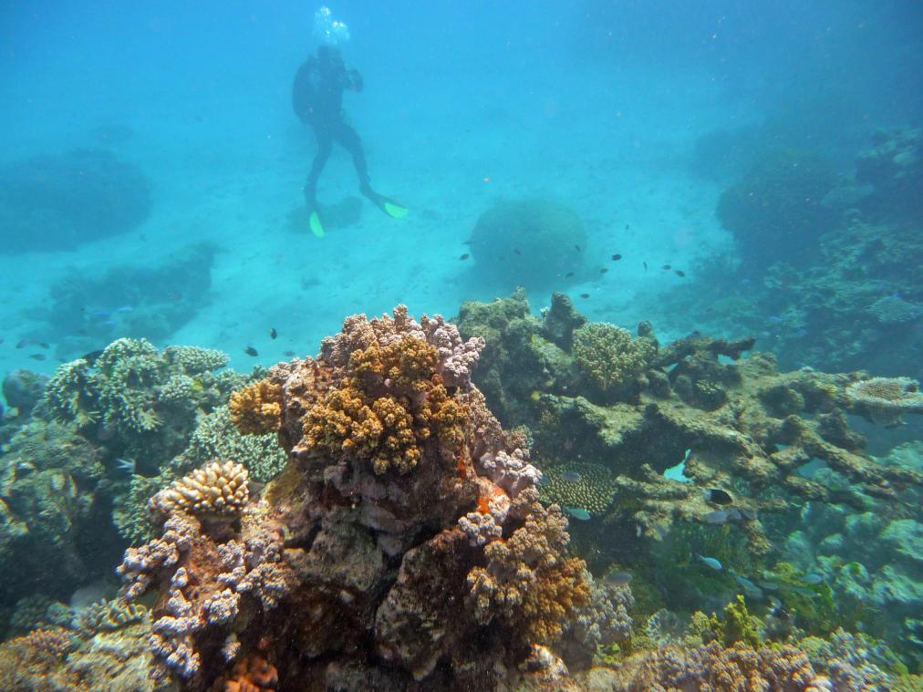 «El Niño bedreigt Great Barrier Reef»