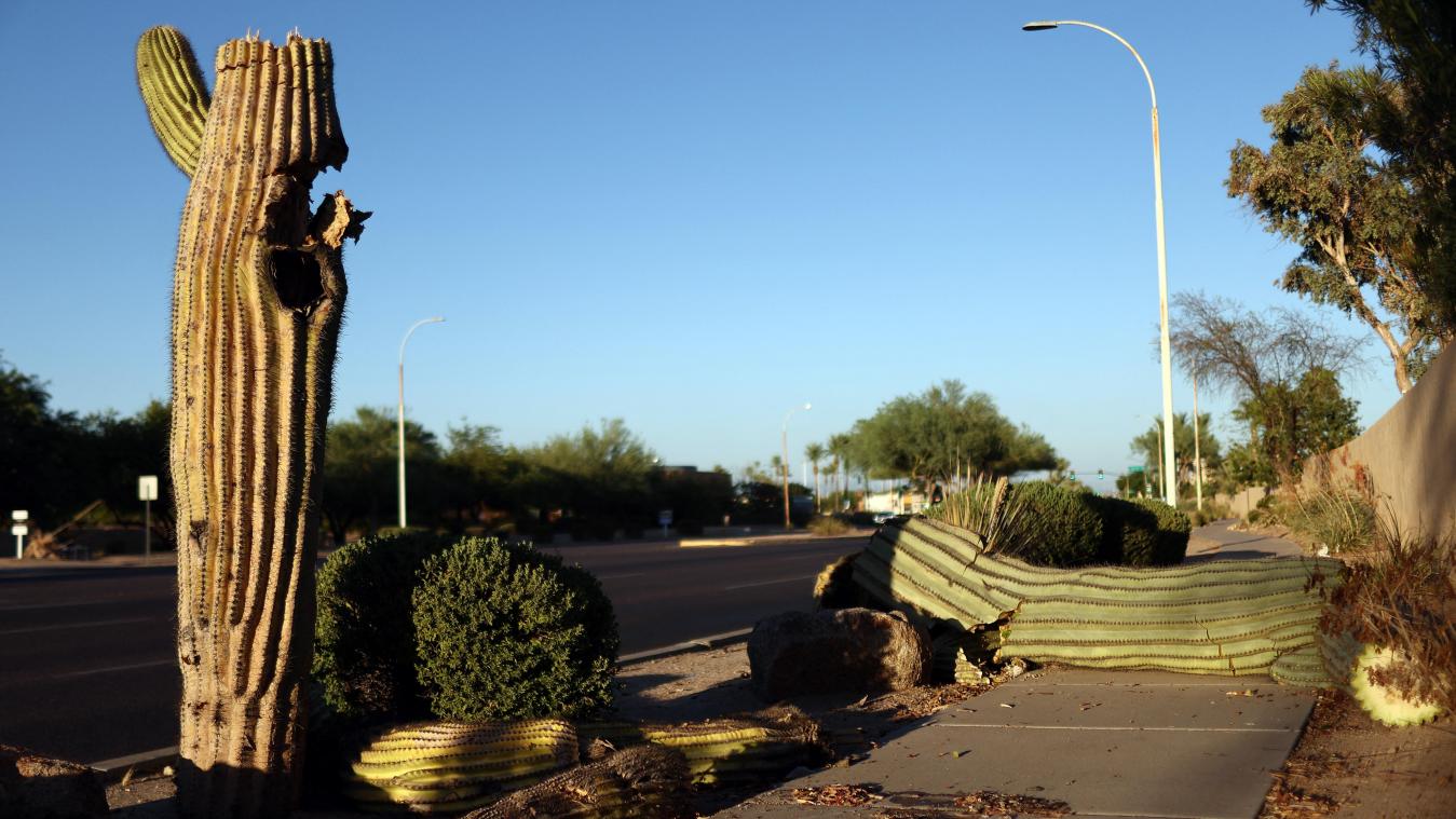 Het is zo warm in Arizona dat zelfs de cactussen uit elkaar vallen