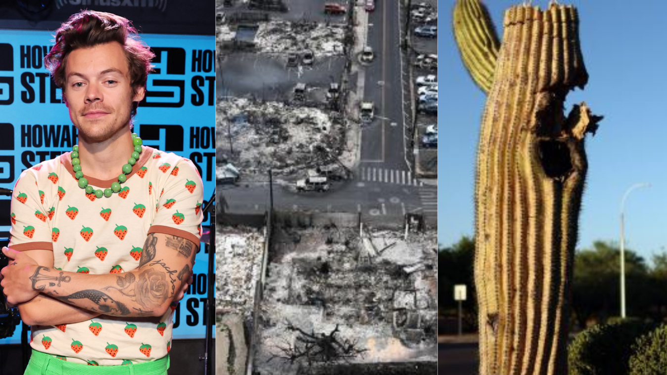Het belangrijkste nieuws van 11 augustus: Harry Styles zijn nieuwe vlam, zelfs cactussen kapot door de hitte, en «grootste natuurramp ooit» in Hawaï
