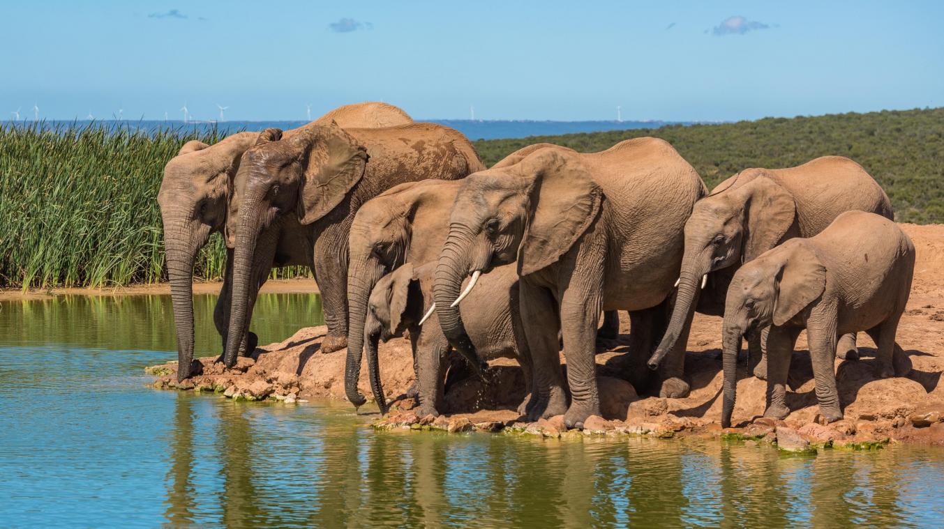 Kudde olifanten doodt twee mensen na ontsnapping uit nationaal park in Oeganda