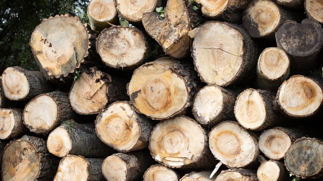 In 2022 werd 217,5 hectare bos gekapt