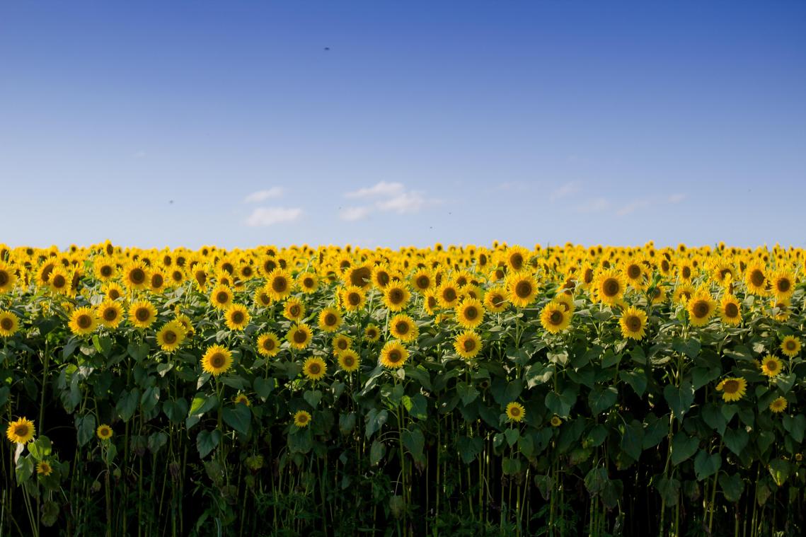 Zonnebloemboerderij smeekt na incidenten: «Hou alsjeblieft jullie kleren aan»