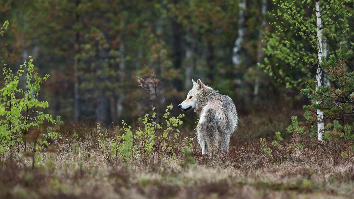 Minstens drie gezonde wolvenwelpen gesignaleerd in Limburg: «Gekke gebeurtenissen op komst»