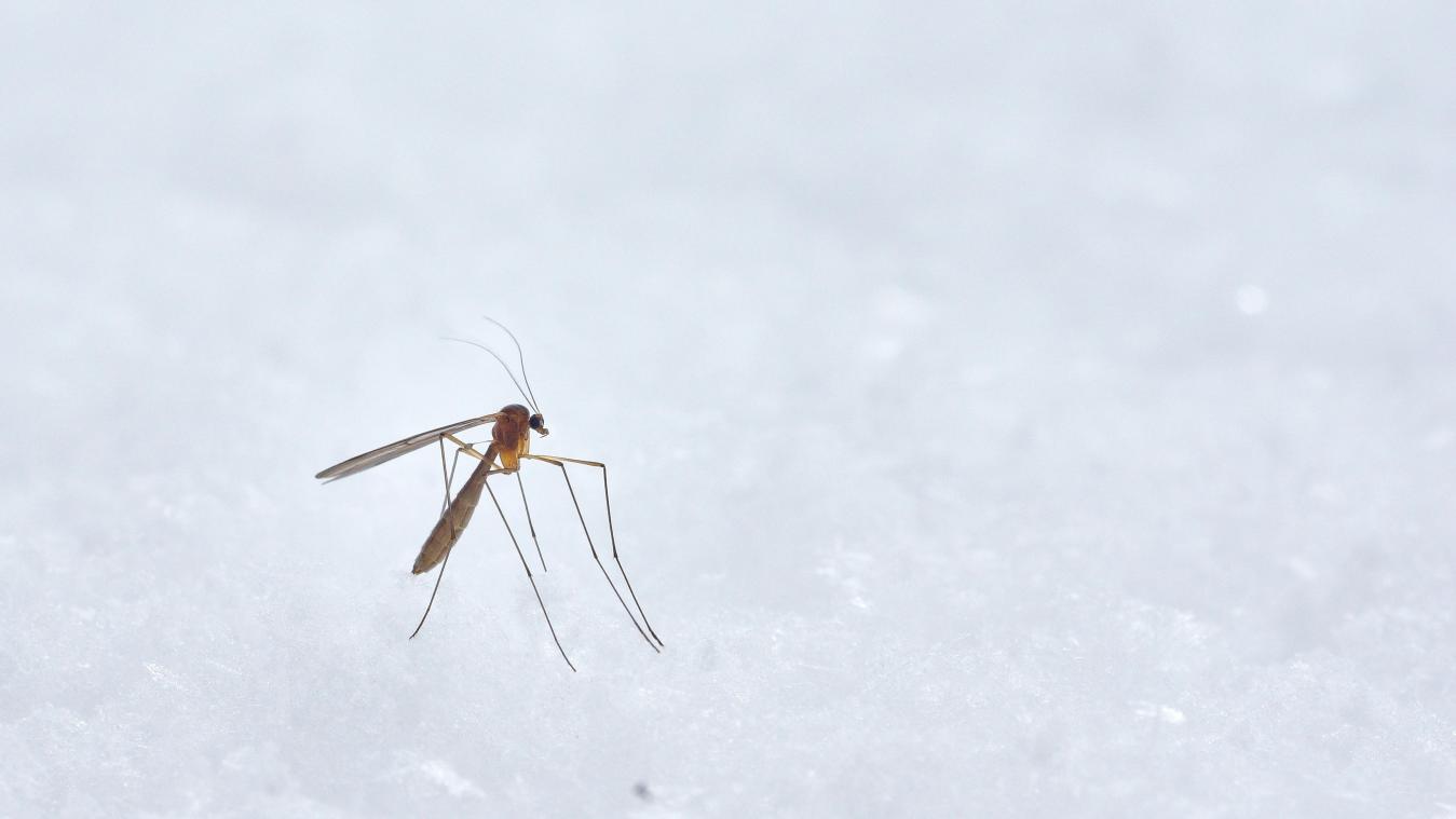 AI. Huissteekmug wordt erg resistent tegen insecticiden