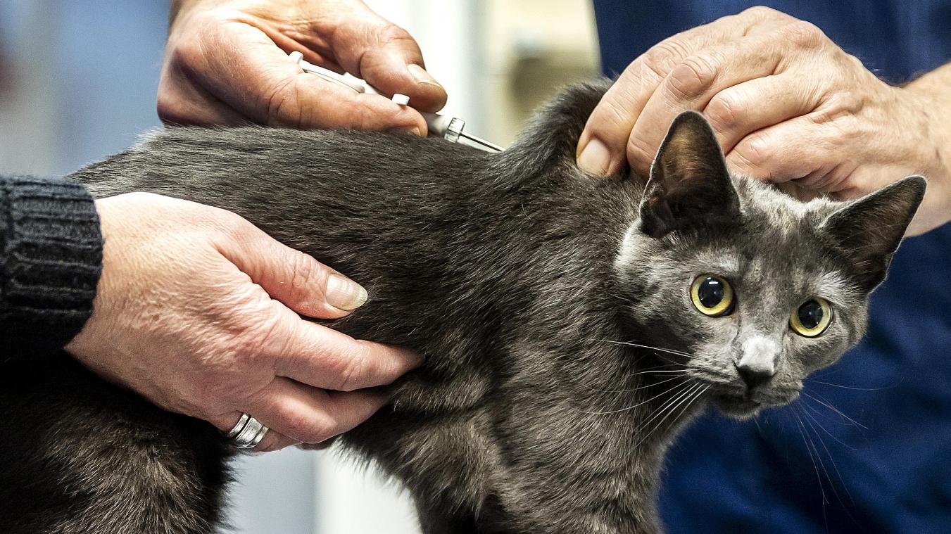 Steden en gemeenten vingen vorig jaar bijna 15.000 katten