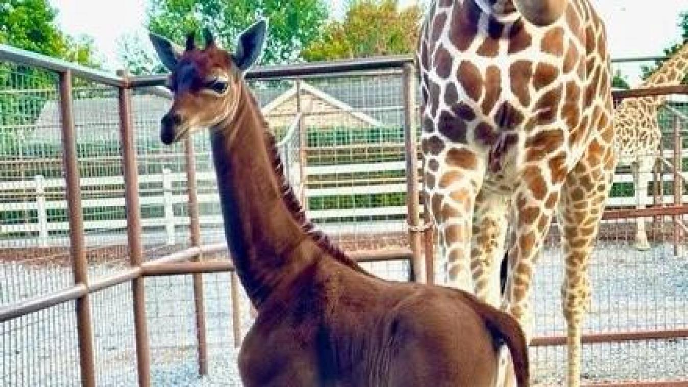 Giraf zonder vlekken geboren in Amerikaanse zoo: «Dit is heel uitzonderlijk»