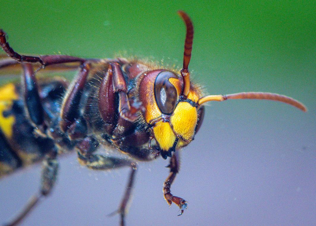 Hoornaars vallen wandelaars aan in Lier: verschillende gewonden en één reanimatie