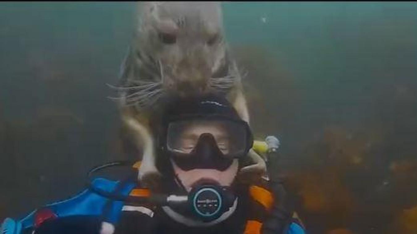 CUTE. Duiker heeft niet door dat zeehond hem wil redden (video)