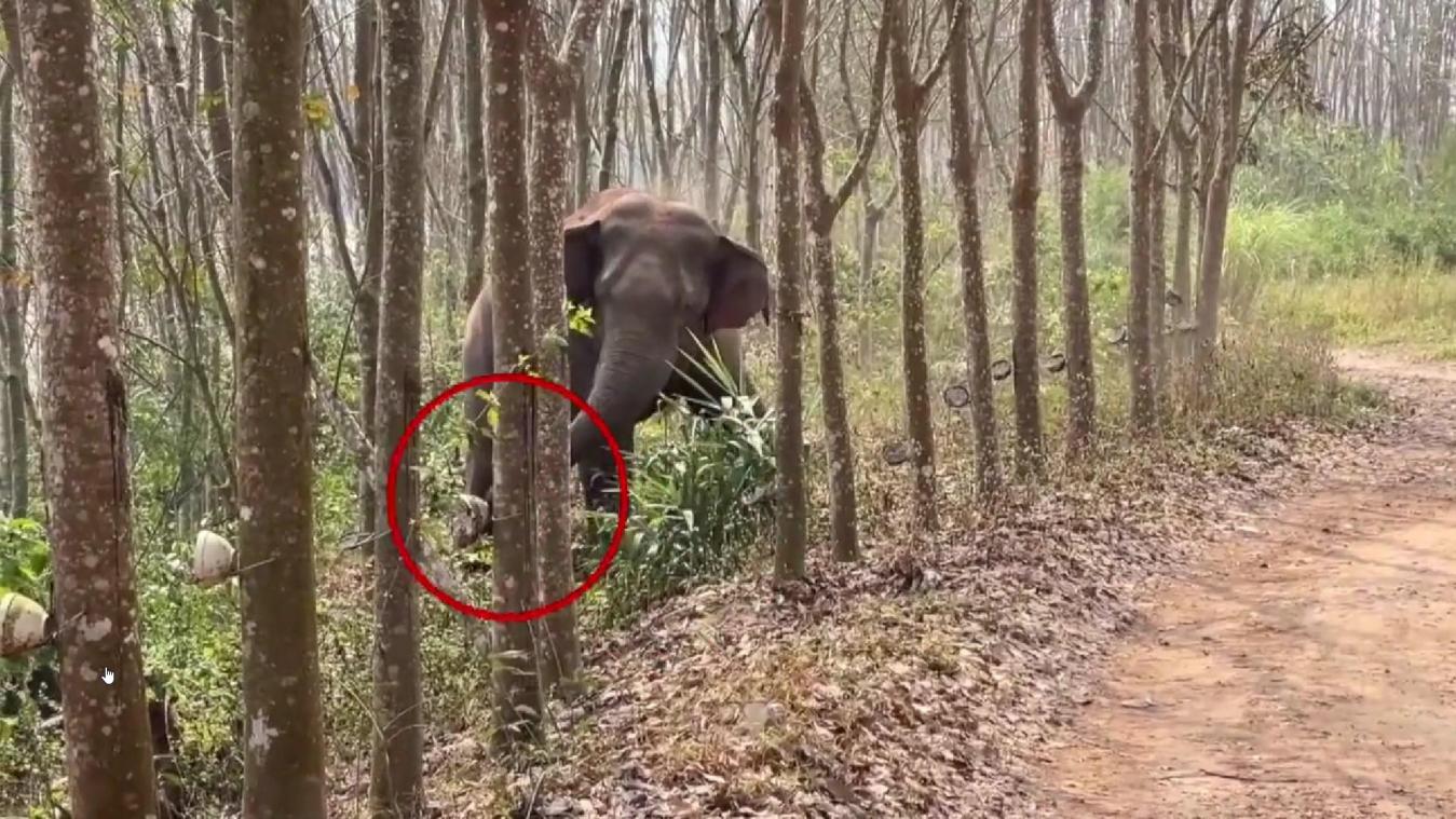 Wilde olifant vindt drugspakket in bos in China (video)