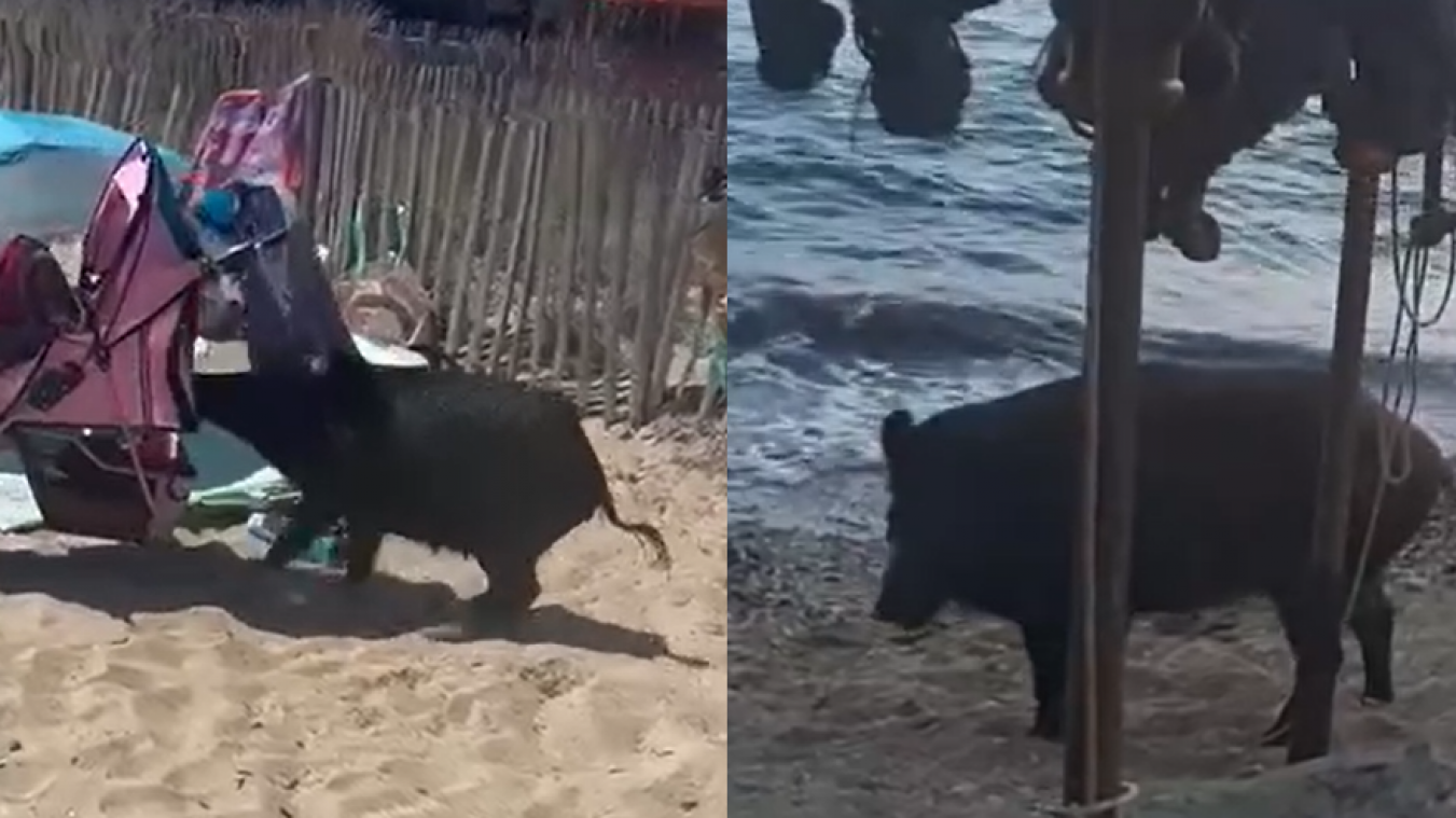 Everzwijnen zetten Franse stranden op stelten: «Ze zijn niet bang voor mensen» (video)