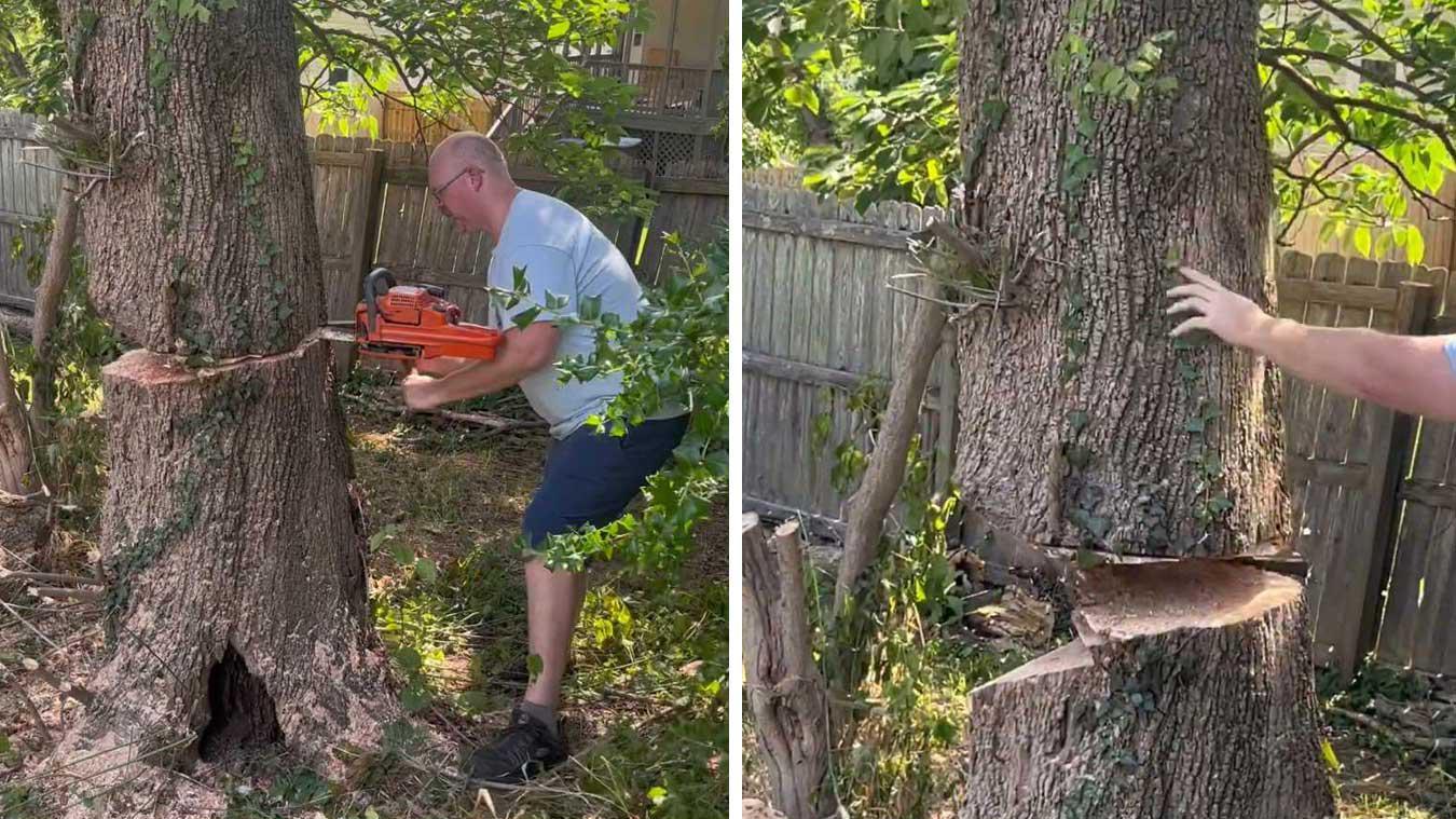 Man hakt boom om, maar zal het mogen uitleggen aan de buren: «Dat zag je van ver aankomen» (video)