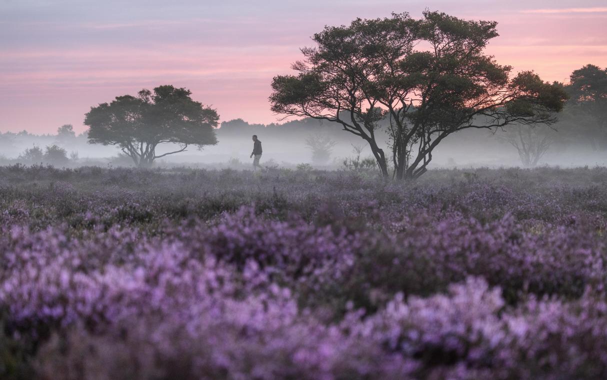 Rupsen vernietigen Franse lavendelvelden