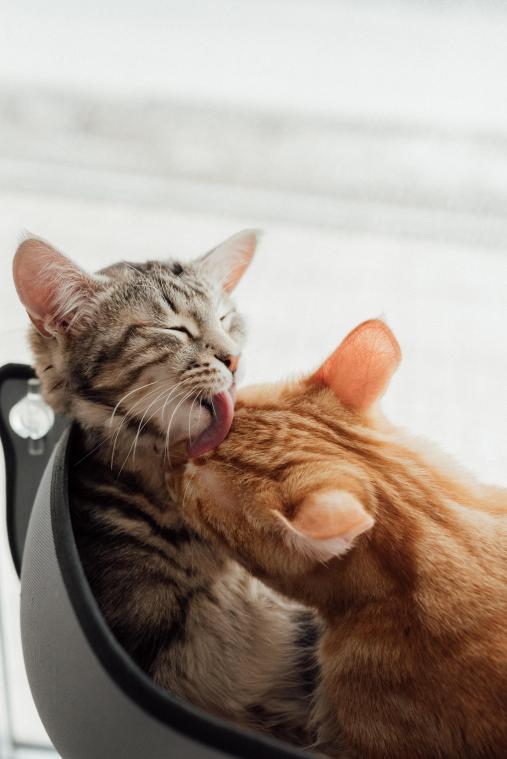 Hoe weet je of je katten elkaar leuk vinden?
