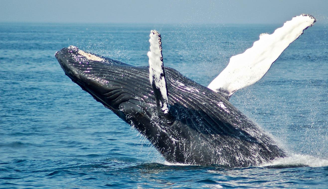 Unieke beelden: bultrugwalvissen proberen zeehond te redden van groep jagende orka’s (video)