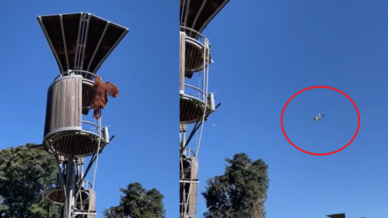 Orang-oetan gooit buidelrat «als een frisbee» uit zijn metershoog verblijf (video)