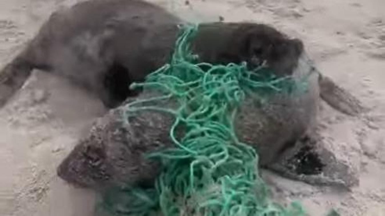 OOH. Zeehondjes geven elkaar een knuffel na reddingsactie