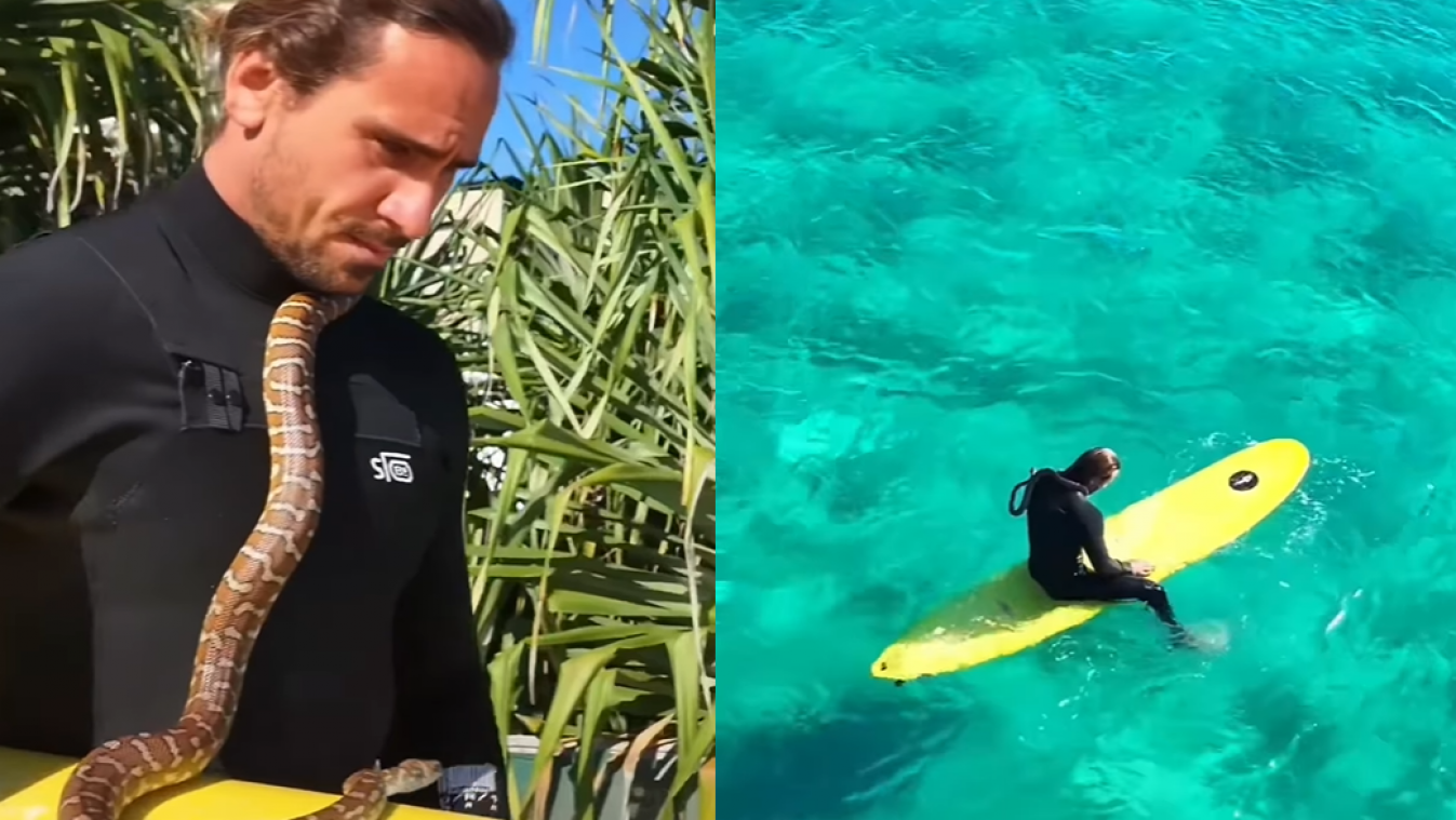 Man uit Australië krijgt boete nadat hij gaat surfen met python (video)