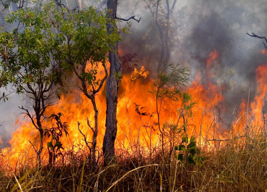 Australië kondigt ontstaan van weerfenomeen El Niño aan: vrees voor zware bosbranden