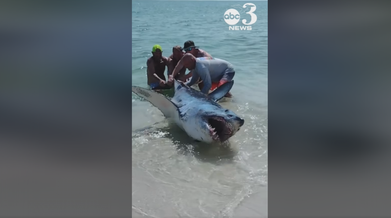 WOW! Strandgangers duwen gestrande haai terug in de zee, maar dat is niet zonder gevaar (video)