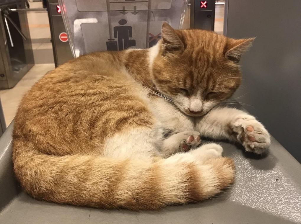 CUTE. ‘Metro-katten’ in Istanbul vertederen het internet: «Ze maken hier deel uit van het leven» (video)