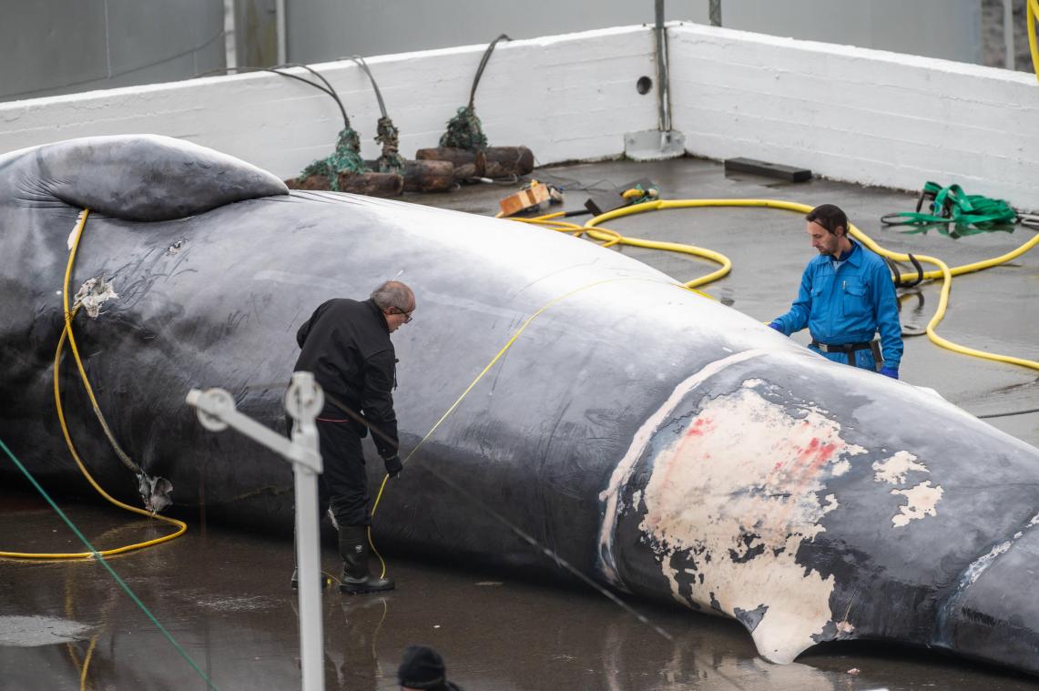24 walvissen gedood in IJsland tijdens ingekort walvisseizoen (foto’s)