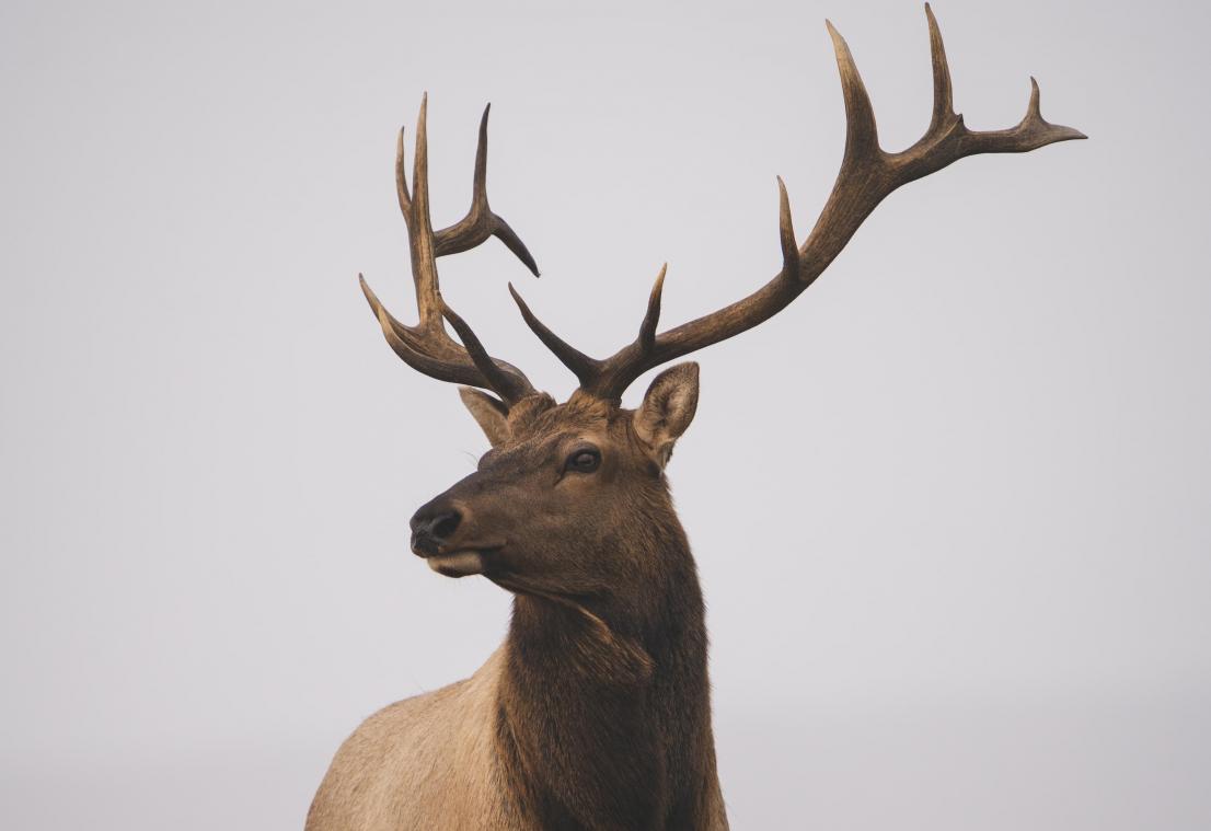 Hoe dieren mee vorm gaven aan het Zoniënwoud