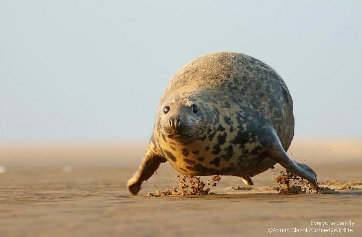 Dit zijn de finalisten van de Comedy Wildlife Photo Awards 2023