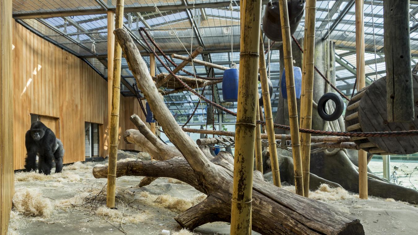 Gorillamannetje Matadi onverwacht overleden in Antwerpse Zoo: De groep is zijn leider kwijt