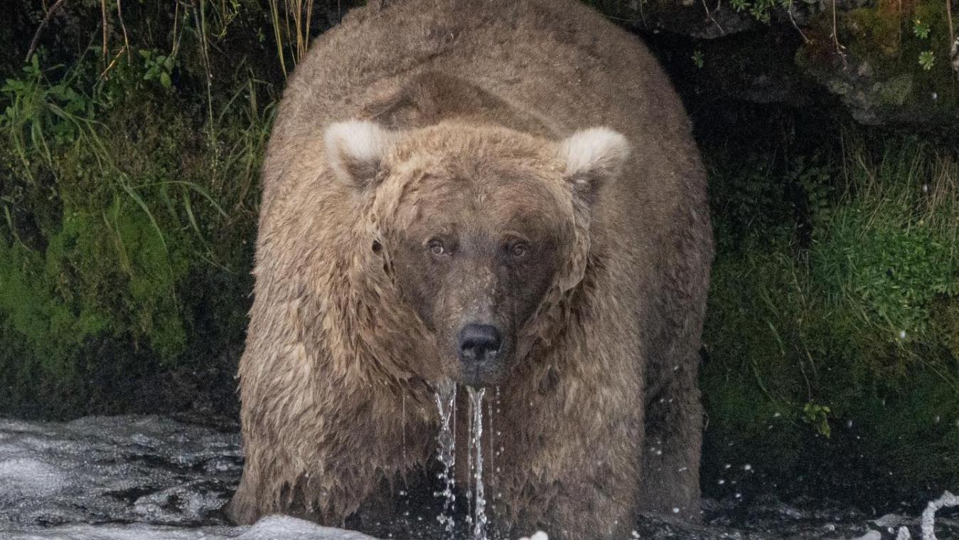 Deze beer is officieel de dikste van Alaska: «Ze is taai, veerkrachtig en sterk»