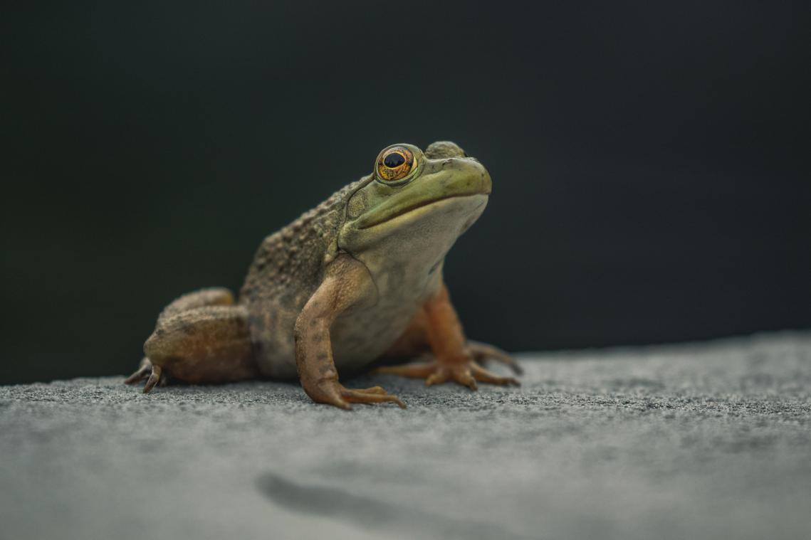 Vrouwelijke kikkers faken hun dood om onder seks uit te komen