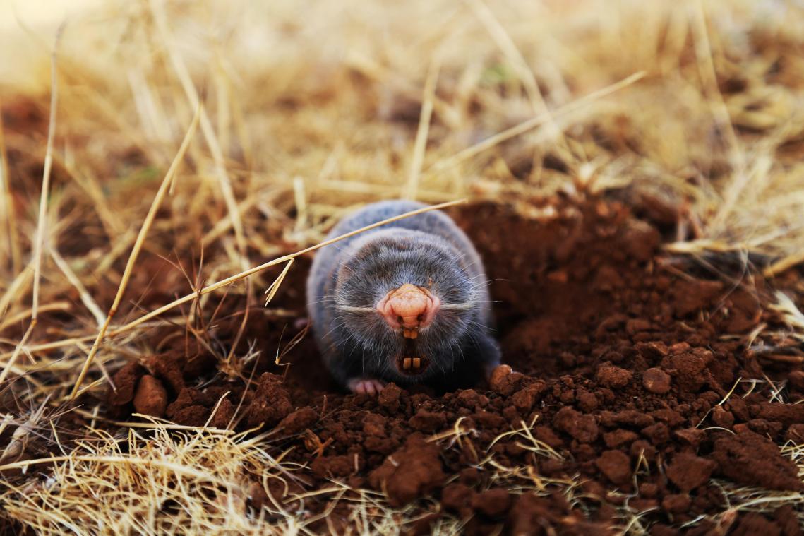 Waarom blijven dieren evolueren richting molachtigen