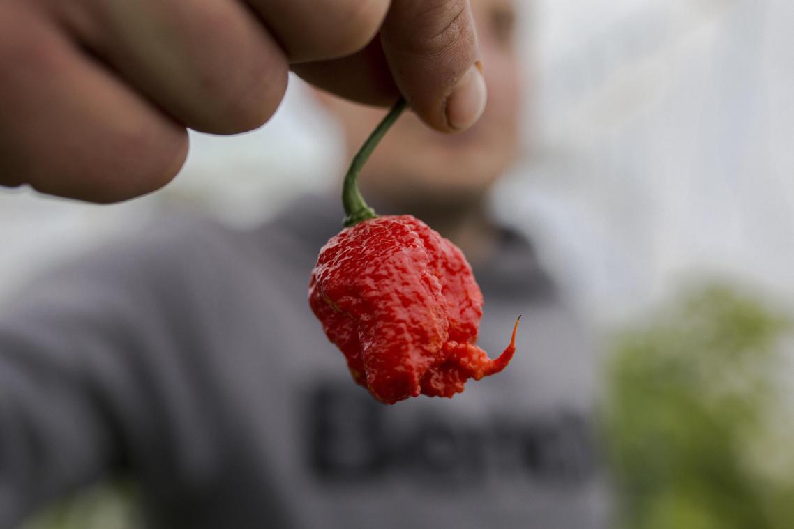 Carolina Reaper niet langer heetste peper ter wereld, dit is zijn opvolger: «Het doet vreselijk pijn»