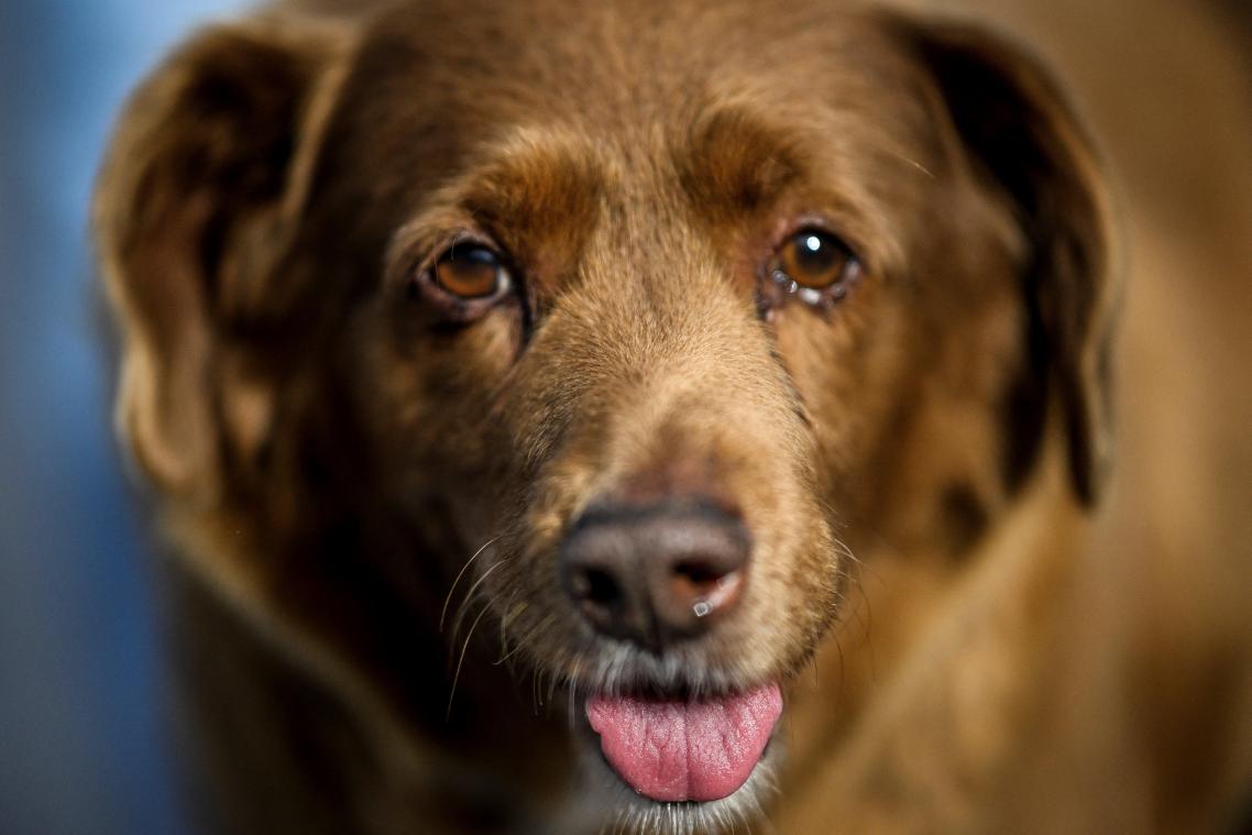 Bobi, de oudste hond ooit, sterft op 31-jarige leeftijd