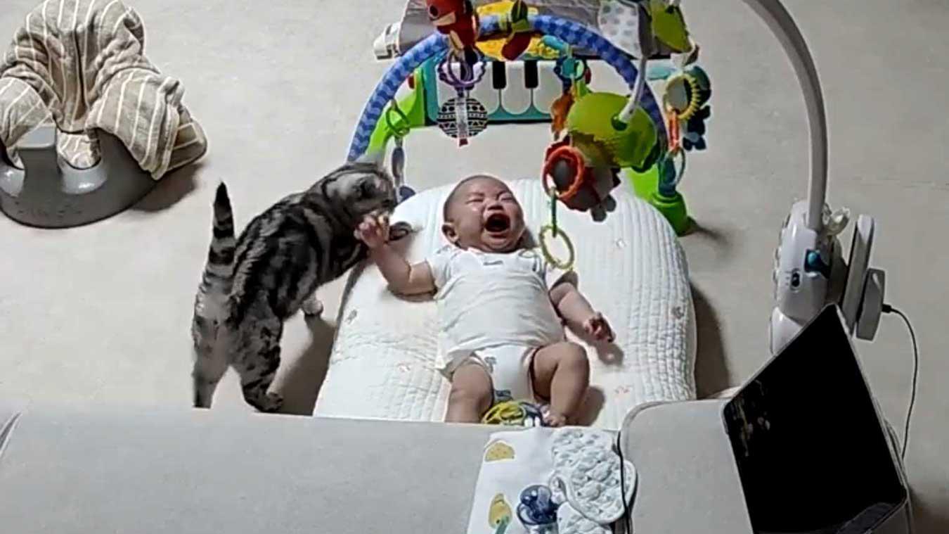 Baby ligt te huilen, maar dan komt kat des huizes hem troosten: «Zo schattig!» (video)