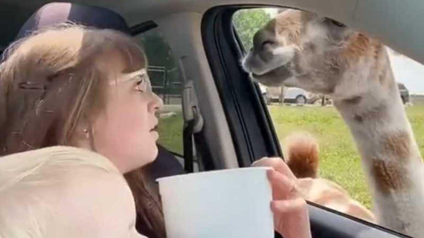 Moeder en kind willen lama voederen in safaripark, maar dan gebeurt dit: «Zo gemeen!» (video)