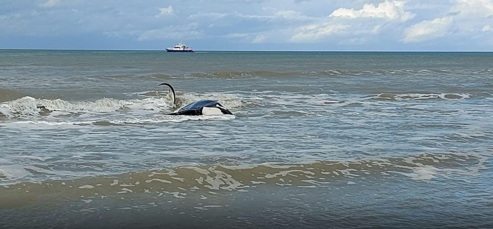 Triest nieuws! Orka voor Belgische kust nu toch gestrand