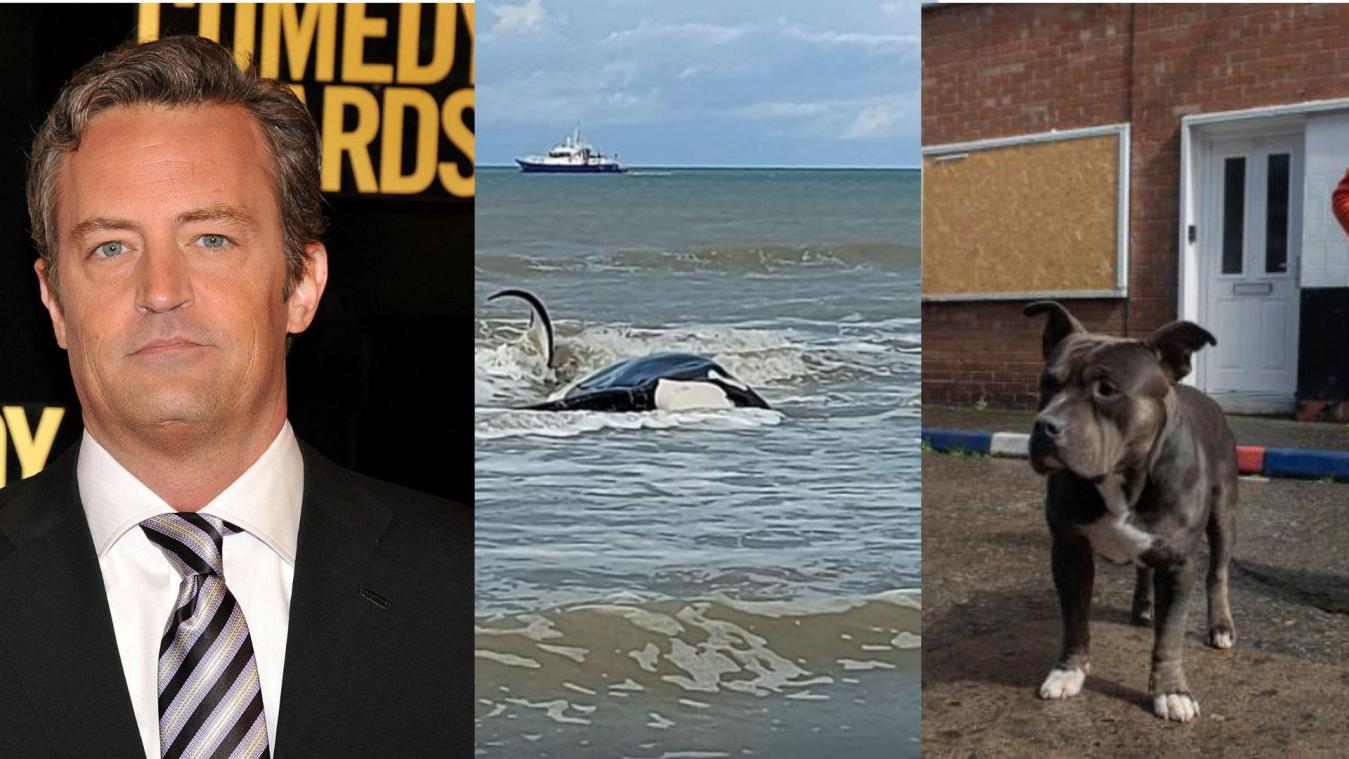 Dit is het belangrijkste nieuws van 29 oktober: Matthew Perry overleden, orka gestrand in De Panne en in Wallonië kan je begraven worden met huisdier
